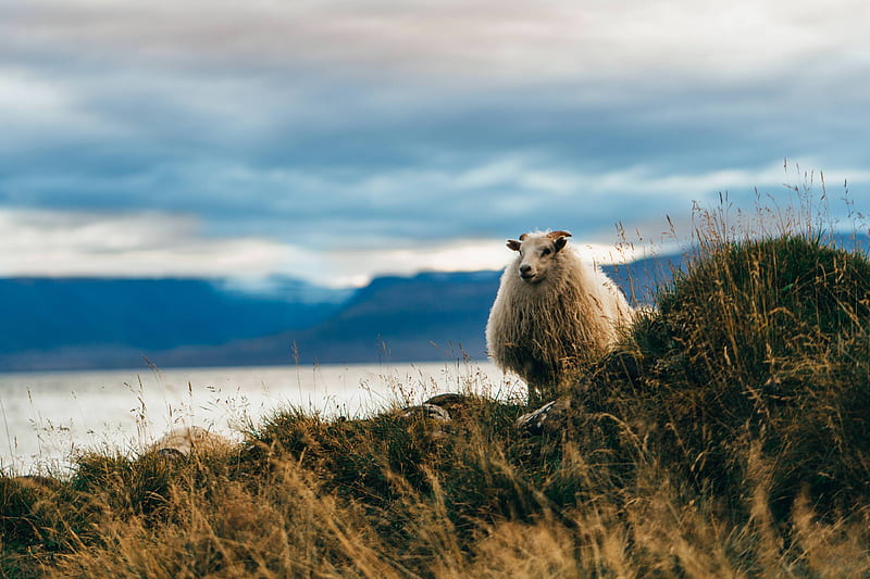 sheep, field, iceland, sea, clouds, Animal, HD wallpaper