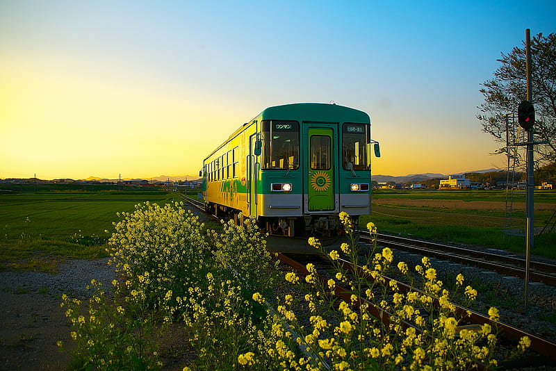 train, wagon, railway, flowers, yellow, HD wallpaper