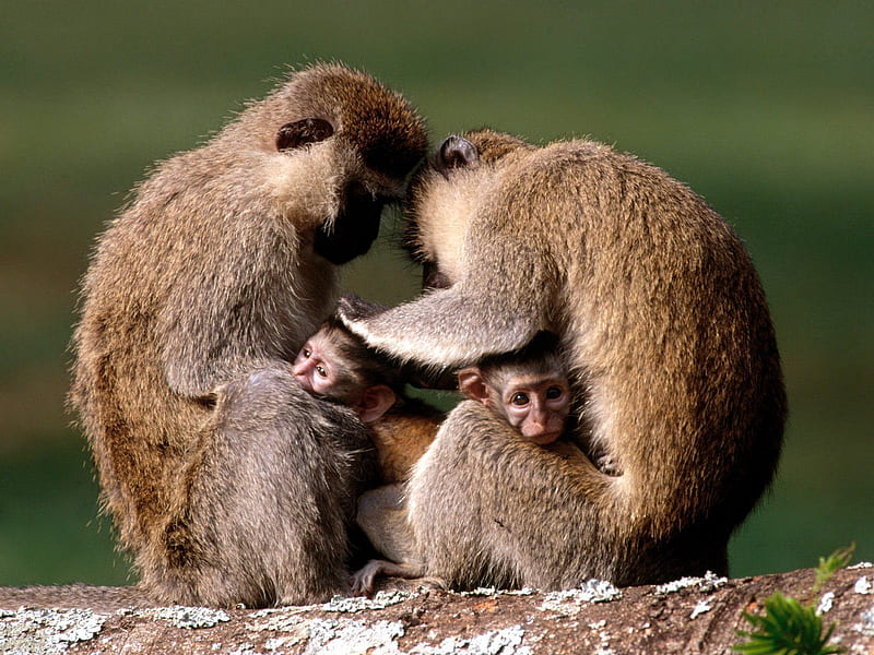Hold it!, monkeys, family, grooming, vervet, HD wallpaper
