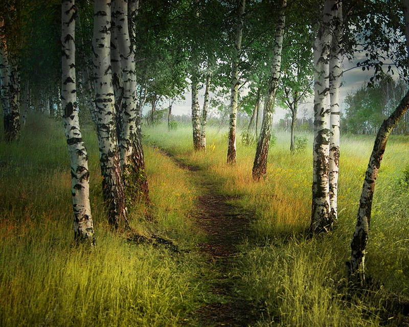 forest path, forest, grass, birch, trees, tree, birch tree, path, nature, meadow, HD wallpaper