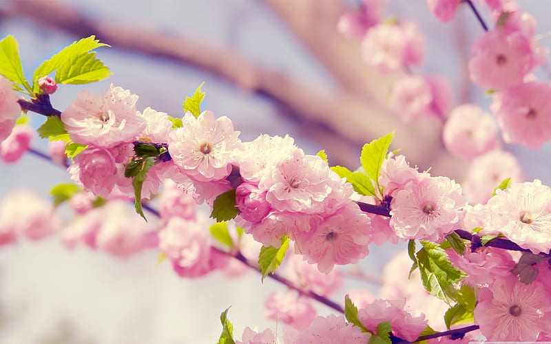 spring blossom-spring Album, HD wallpaper