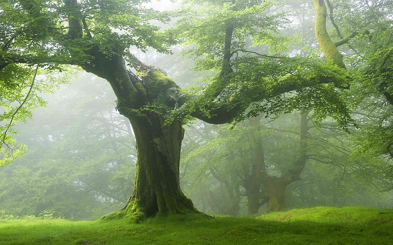 Misty day, forest, tree, green, mist, HD wallpaper