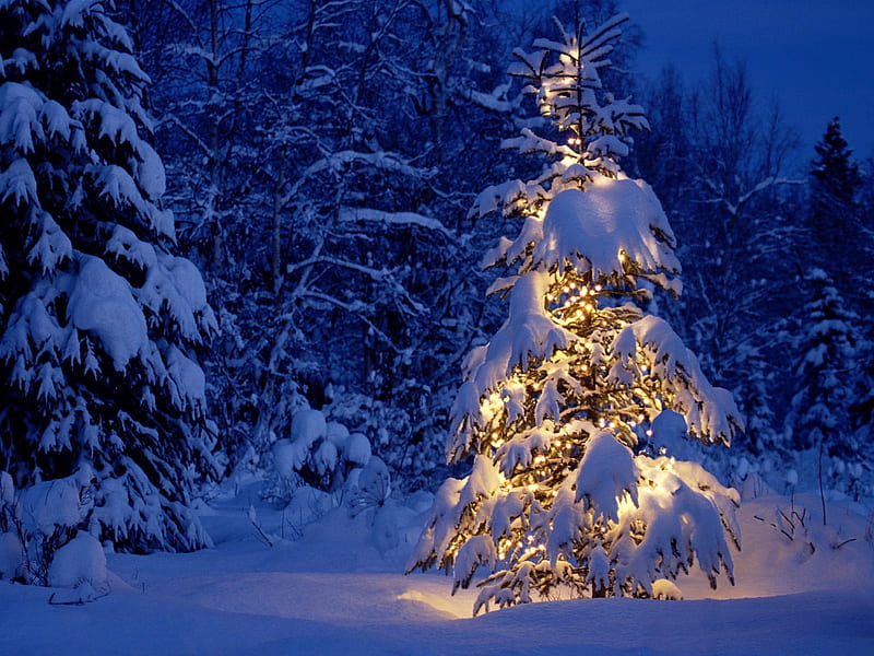 Christmas Tree, Christmas, Forest, Light, White, Tree, Snow, Blue, Night, HD wallpaper