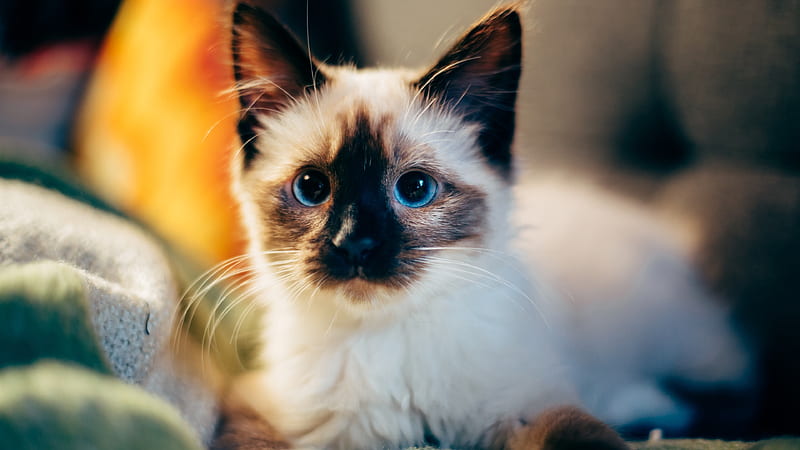 siamese cat, cute, kitten, blue eyes, Animal, HD wallpaper
