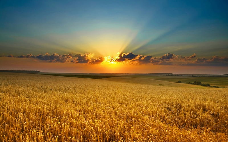Gloden Fieds, farm, sunset, wheat, golden, HD wallpaper