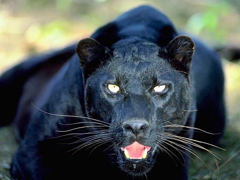 black leopard lies in wait, leopard, cat, HD wallpaper