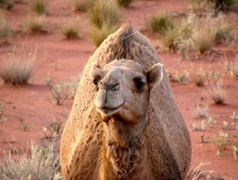 Camel, Alice Springs, australia, tufts of grass, desert, camel, HD wallpaper