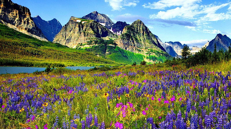 Wildflowers in Colorado, lupines, mountains, usa, peaks, river, clouds, sky, HD wallpaper