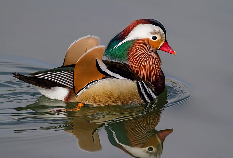*** Mandarin duck ***, mandarin, duck, bird, birds, animals, animal, HD wallpaper