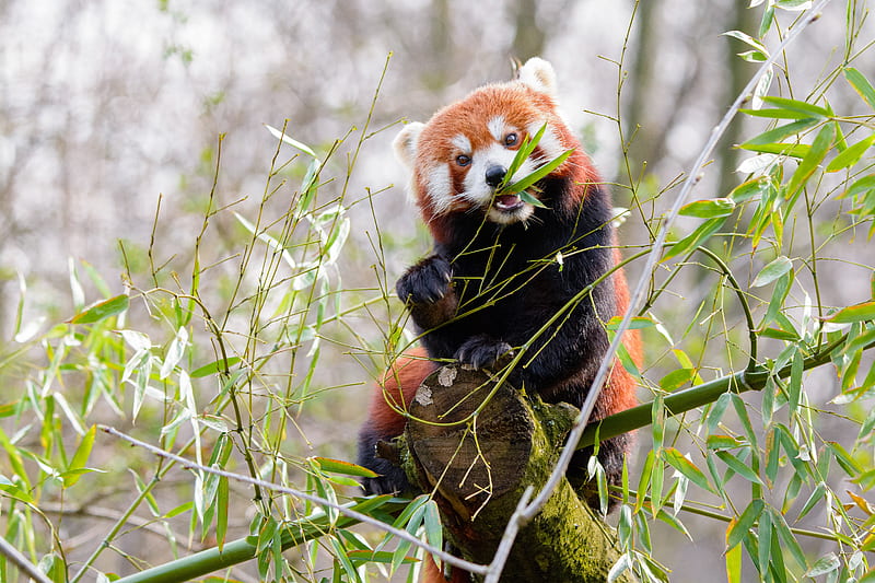 red panda, panda, cute, bamboo, HD wallpaper
