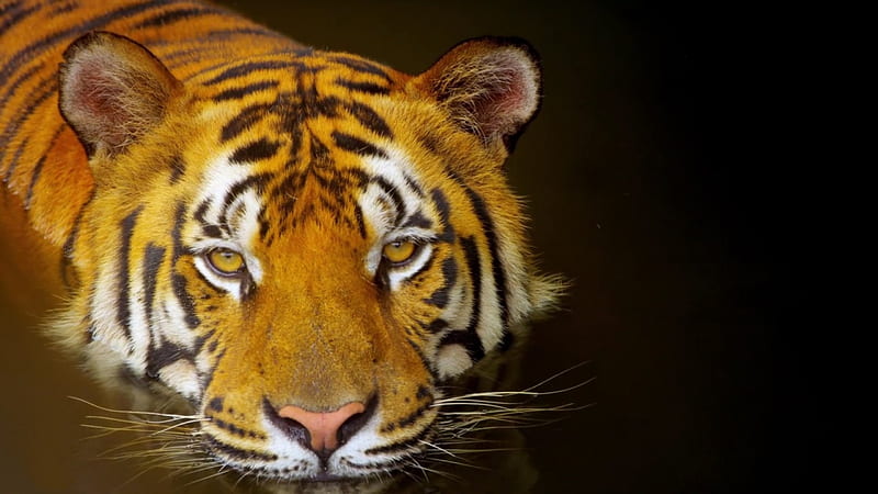 pure seriousness, predator, beauty, tiger, cat, HD wallpaper