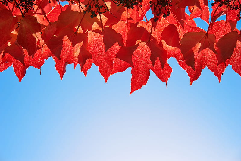 grape leaves, leaves, autumn, macro, red, HD wallpaper