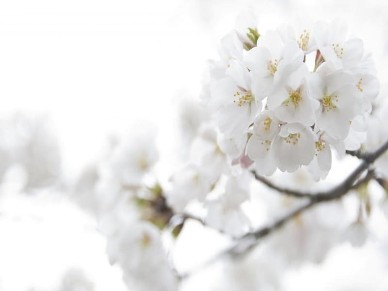 Dulces flores blancas, japón, primavera, flores, sakura, Fondo de pantalla  HD | Peakpx