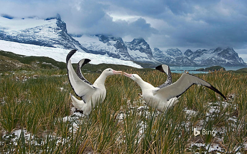 Albatross South Georgia 2020 Bing, HD wallpaper