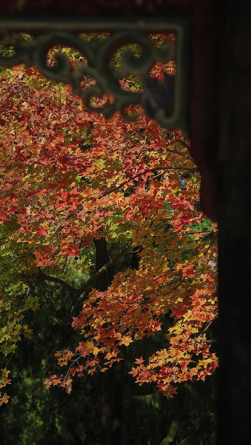 red and green leaves on tree, HD phone wallpaper red and green leaves on tree, HD phone wallpaper