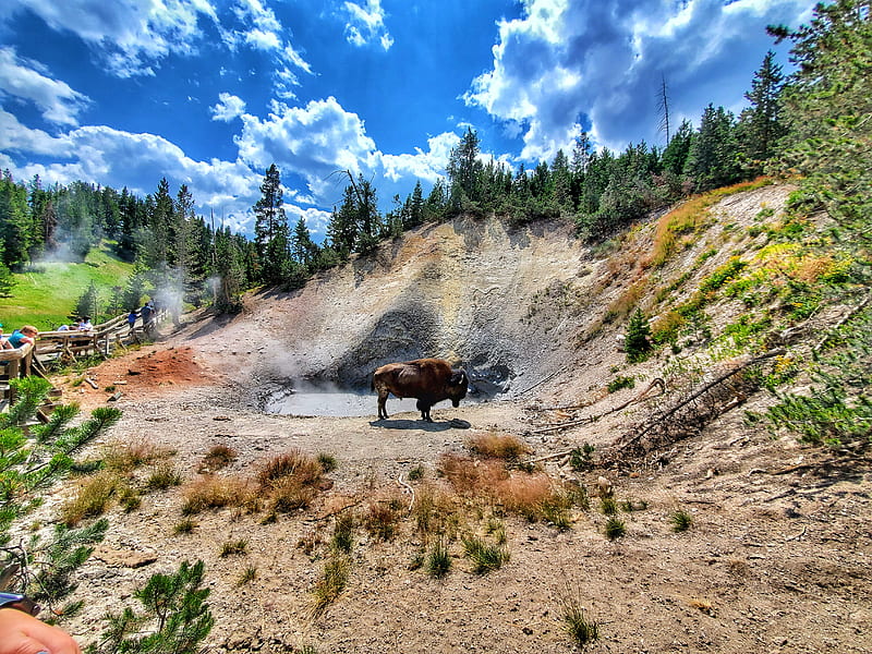 Mud Volcano, bison, buffalo, mountains, national, outdoors, park, scenes, yellowstone, HD wallpaper