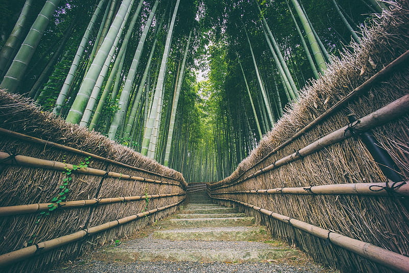 Bamboo Forest Pathway, HD wallpaper