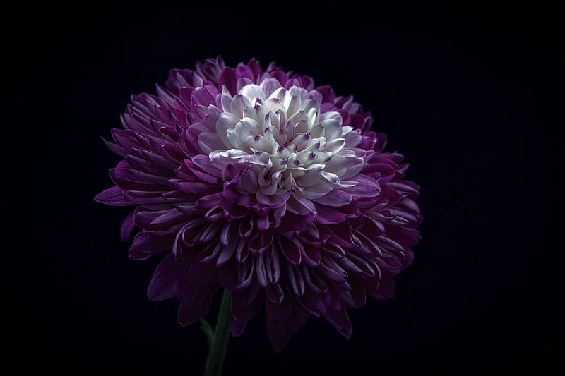 purple and white flower, HD wallpaper