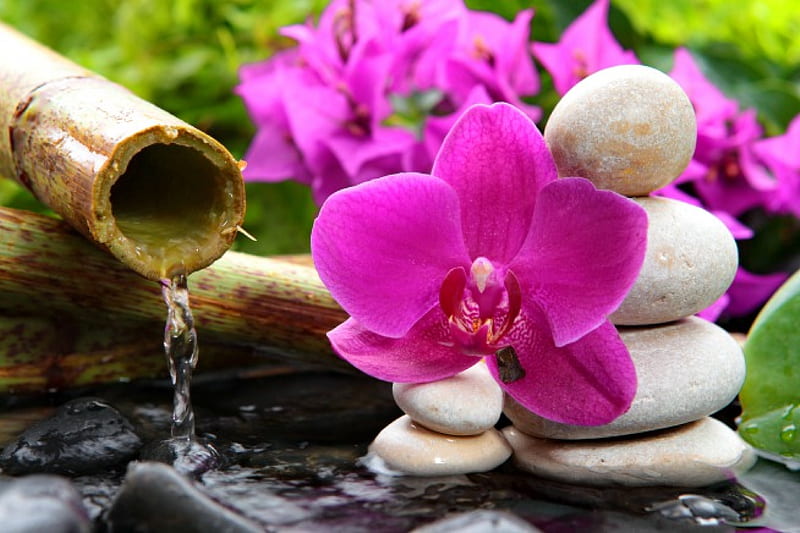 Spa flower, pretty, stream, lovely, relax, greenery, bonito, still life, stones, water, orchid, spa, flower, pink, HD wallpaper