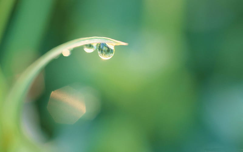 droplets on grass-Macro graphy, HD wallpaper