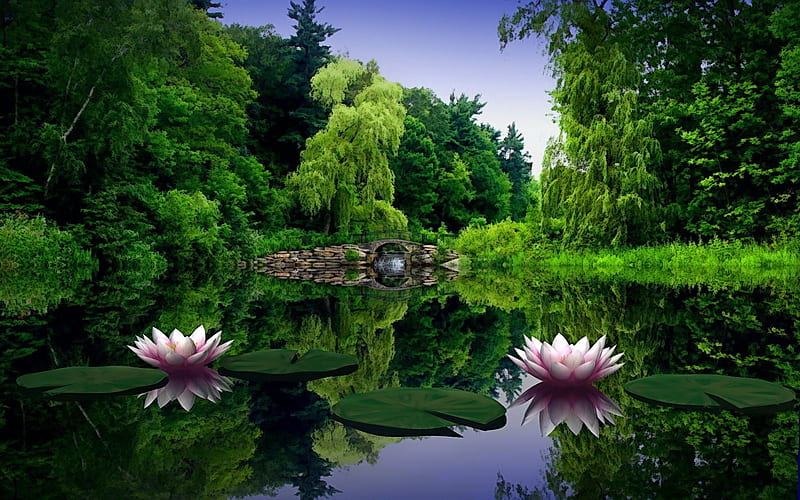 Lotus, pond, flower, nature, HD wallpaper | Peakpx