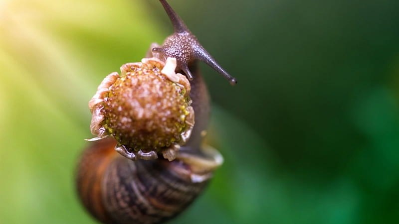 Snail eating a flower, snail cute, graphy, abstarct macro, wild, summer, wildlife, flower, nature, animals, HD wallpaper
