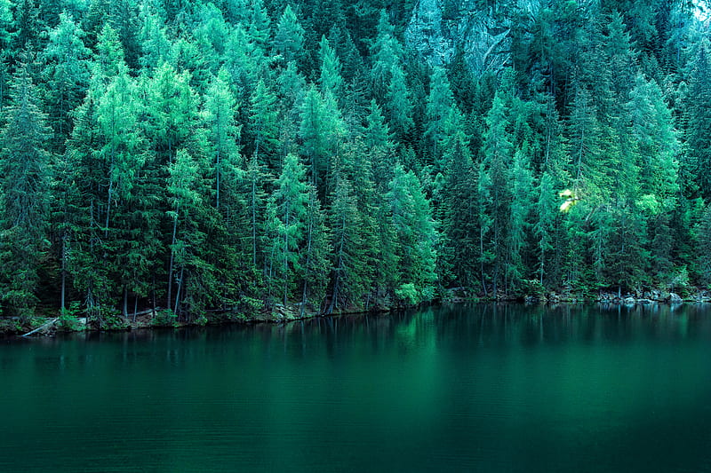 Pine Trees Along Lake , trees, lake, nature, HD wallpaper