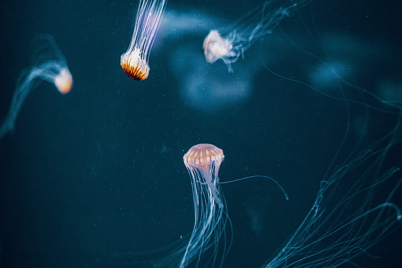 jellyfish, tentacle, underwater world, dark, HD wallpaper