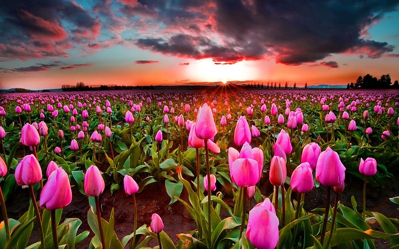 Field of pink poppies at sunset, beautiful, flowers, sky, fiery, sunset