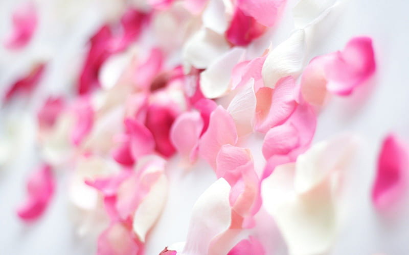 Petals of rose, lovely, pastel, parfume, petals, roses, pink, softness, HD wallpaper