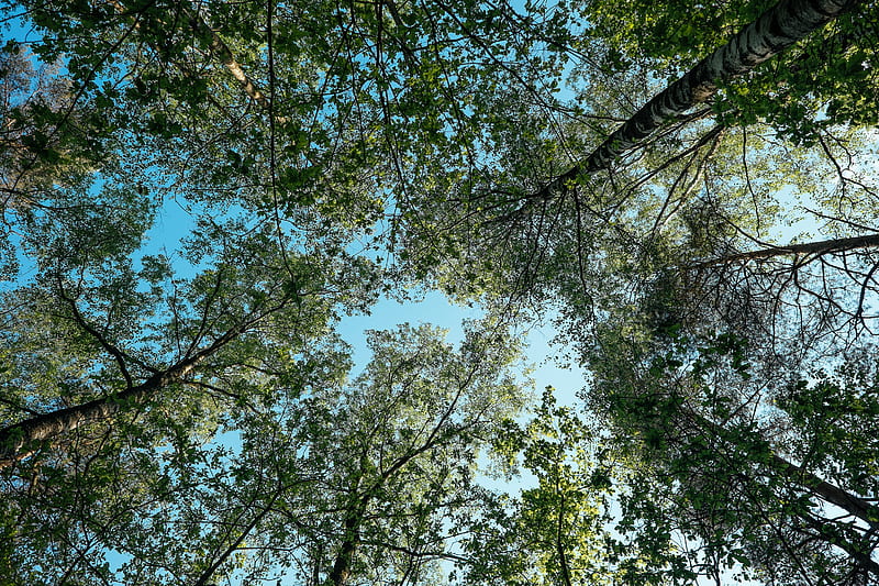 worm's-eye view of green trees, HD wallpaper