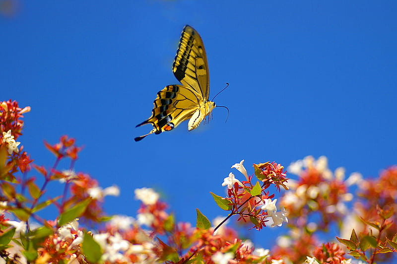 In flight, butterfly, black and yellow, swallowtail, flight, flowers, HD wallpaper