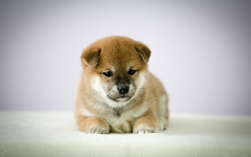 Shiba Inu, puppy dogs, pets, cute dog, Shiba Inu Dog, HD wallpaper