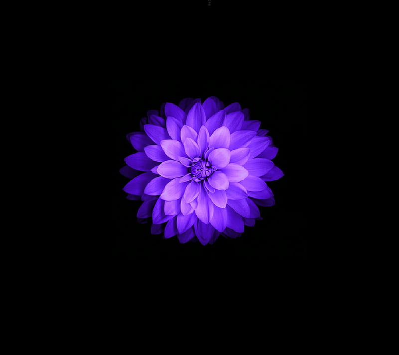 Blue Purple Flower, black, HD wallpaper | Peakpx