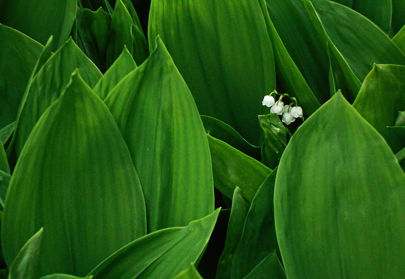 Flowers, Lily Of The Valley, Flower, Leaf, HD wallpaper