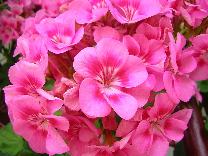 Gingasie, delicat, roz, gradina, flori, HD wallpaper
