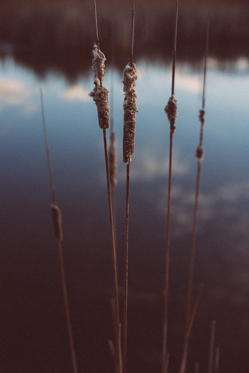 reed, evening, plant, HD phone wallpaper