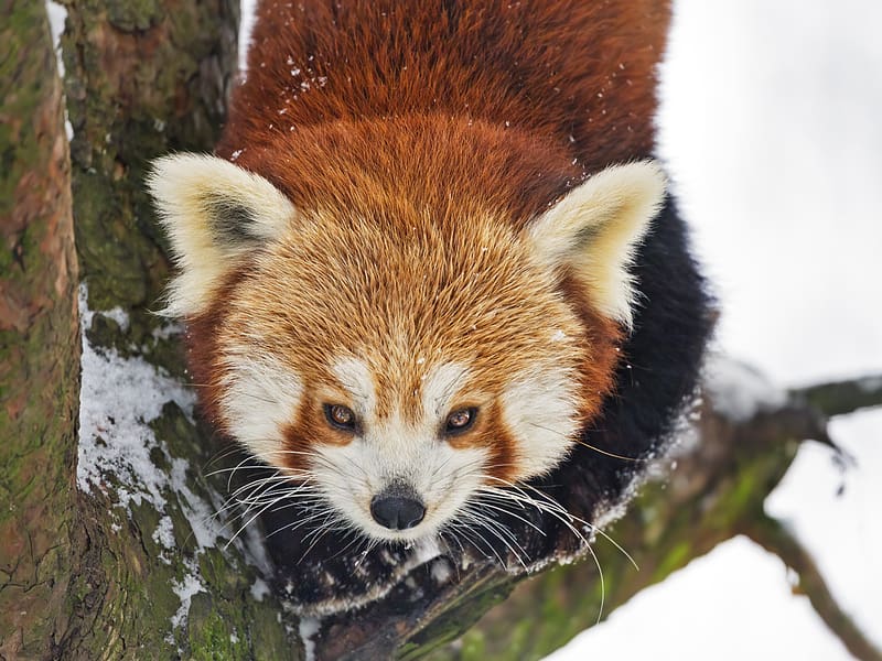 red panda, wild animal, branch, bark, HD wallpaper