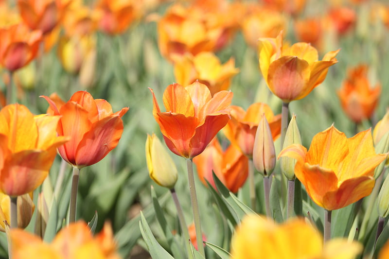 Orange Tulip Field, HD wallpaper