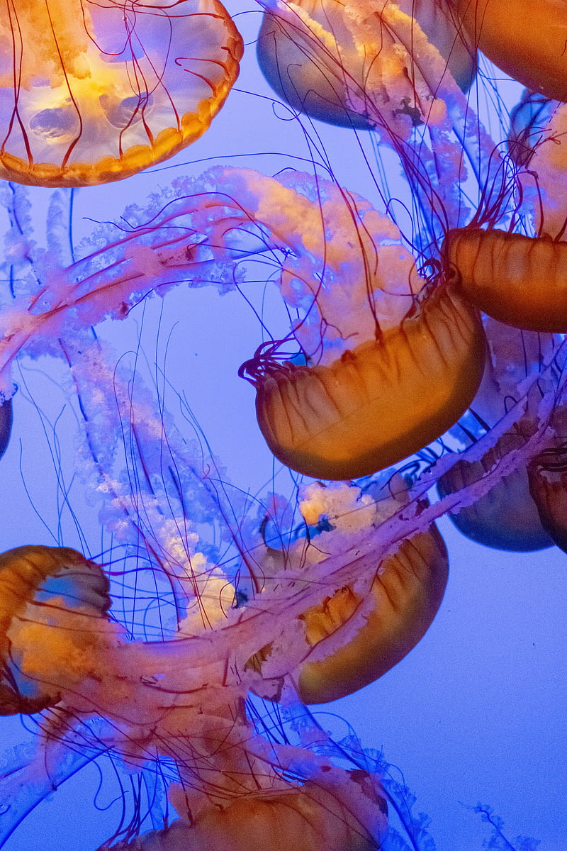 jellyfish, tentacles, underwater world, water, depth, HD phone wallpaper