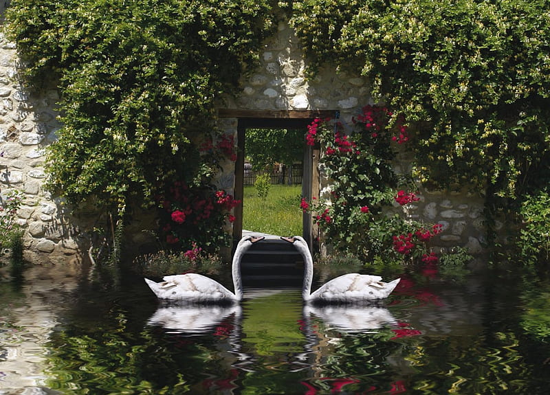 Home at last.. :), house, swans, water, two, stonehouse, flowers, garden, ponds, white, couple, HD wallpaper