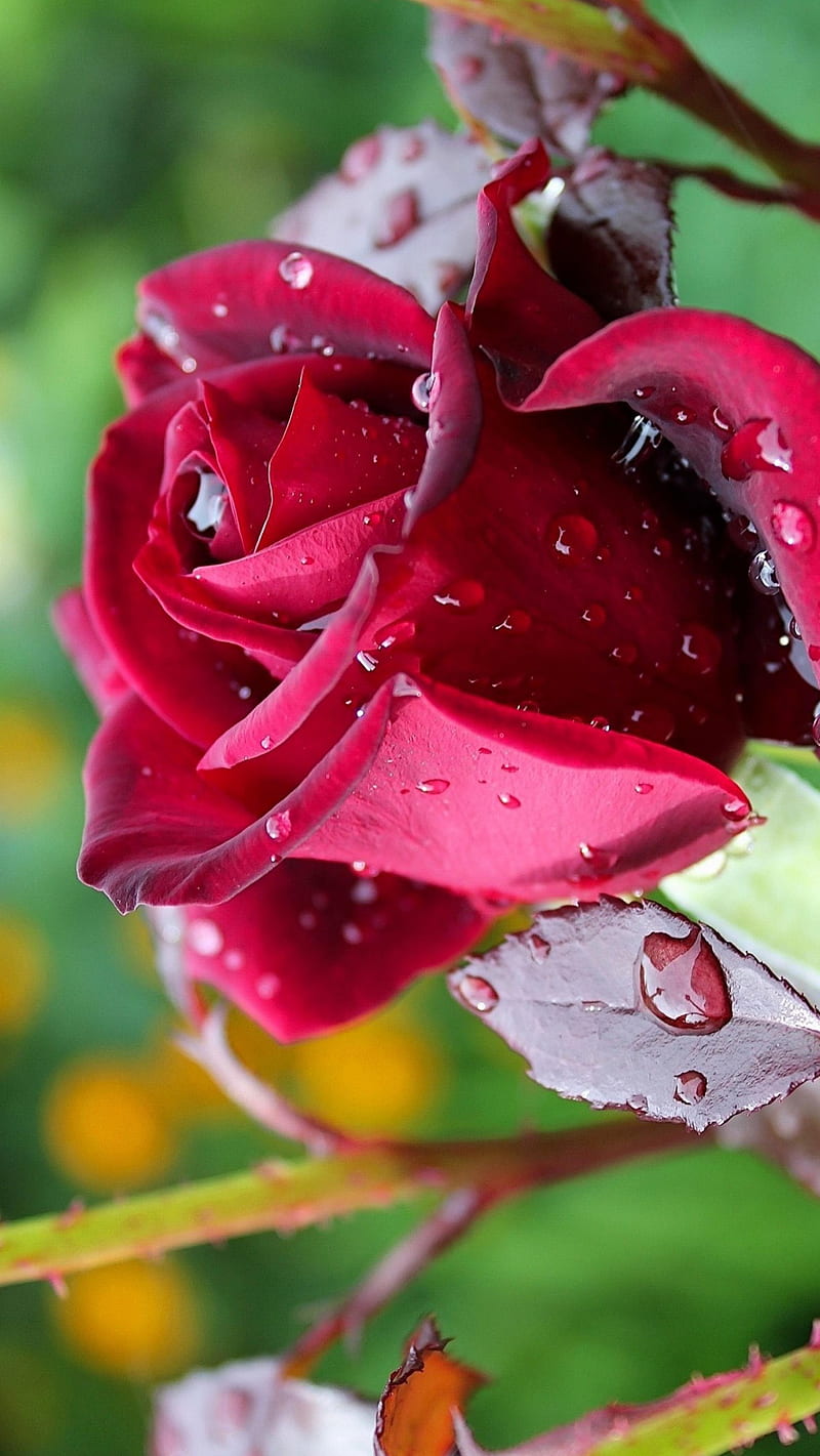 Red Rose, dew, drops, macro, rosebud, HD phone wallpaper