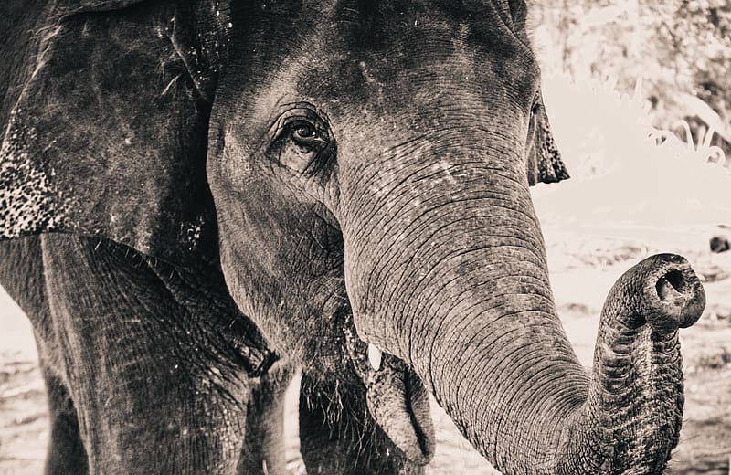 Elephants, Close Up, Animal, Black & White, Asian Elephant, HD wallpaper
