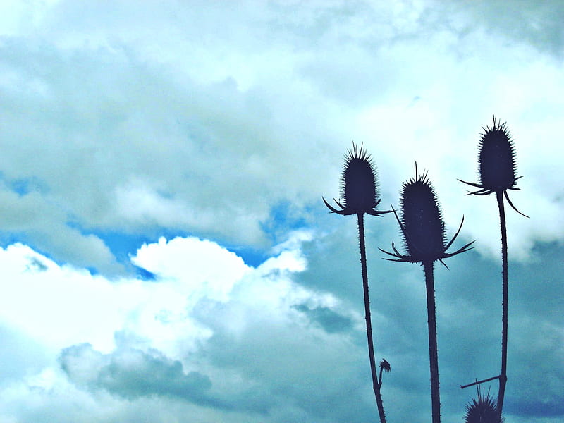 three heads, nature, thistle, sky, clouds, HD wallpaper