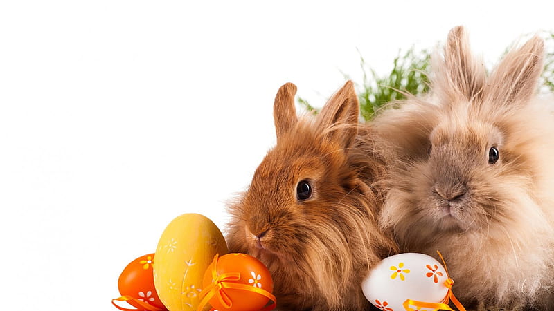 Fuzzy Easter Bunnies, grass, spring, pets, cute, fuzzy, Easter, eggs, rabbits, bunnies, HD wallpaper