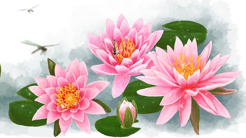 Water Lilies Pink, art, lotus, painted, spring, buds, pond, leaves, water, summer, flowers, lily, HD wallpaper