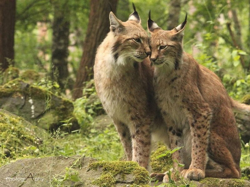 Lynx pair, family sweet, cute, wilderness, predators, predatory animals wild, wild cats, wildlife, nature, lynx, cats, big cats, animals, HD wallpaper