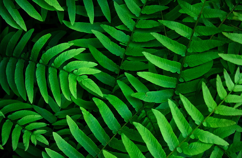 Earth, Fern, Close-Up, Greenery, Leaf, Plant, HD wallpaper | Peakpx