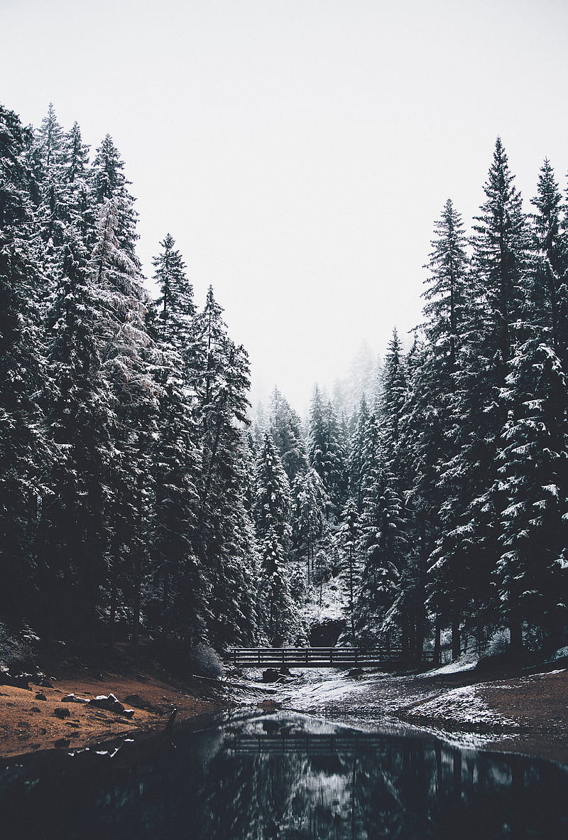 forest, river, bridge, pines, snow, landscape, HD phone wallpaper