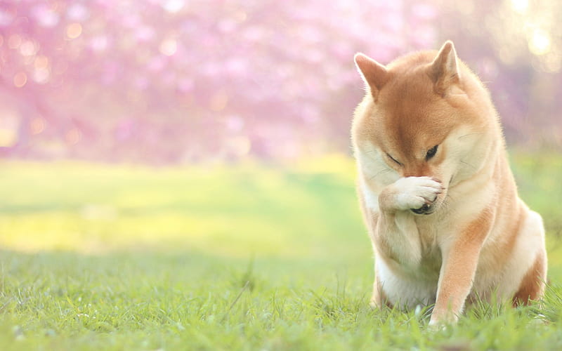 Akita Inu, garden, pets, dogs, cute animals, Akita Inu Dog, HD wallpaper
